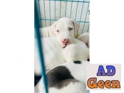 used 7988536641 great dane puppy for sale 